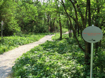 Weg im grünen Wald. Rechts Schautafel mit ÖBM-Logo